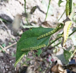 Hypena opulenta feeding on a swallow-wort leaf